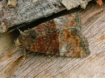 Mesoligia furuncula