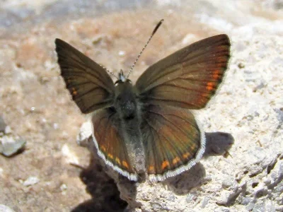 Kretania psylorita