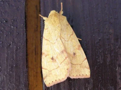 Enargia paleacea
