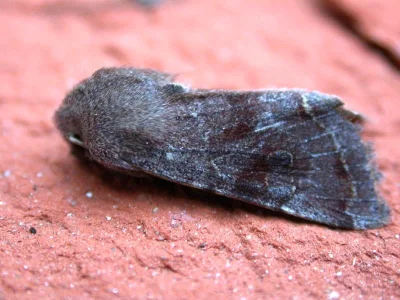 Orthosia (Monima) cerasi