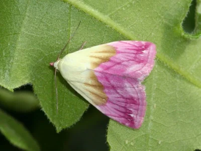 Eublemma (Eublemma) purpurina