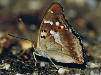 Apatura ilia