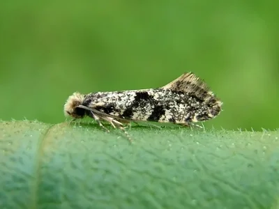 Nemapogon granella