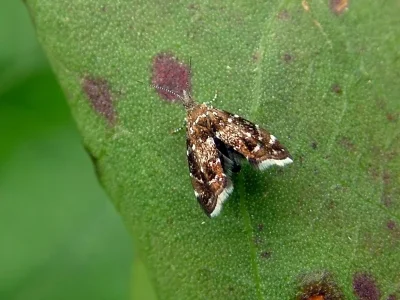 Prochoreutis myllerana