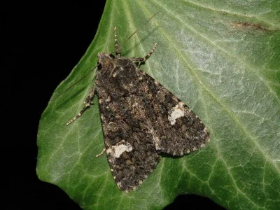 Polymixis (Polymixis) serpentina
