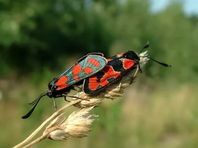 Zygaena (Agrumenia) carniolica