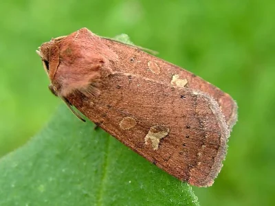 Xestia (Xestia) xanthographa