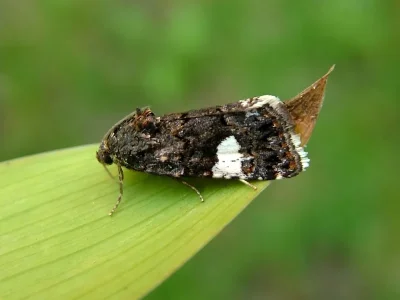 Tyta luctuosa