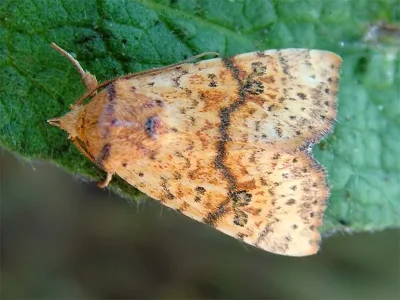 Tiliacea sulphurago