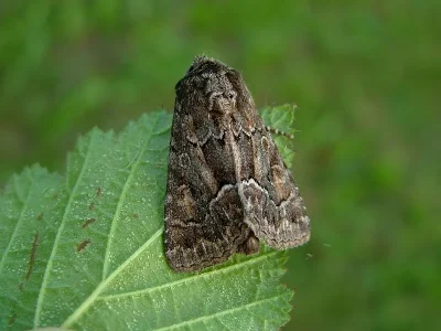 Thalpophila matura