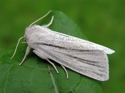 Simyra albovenosa