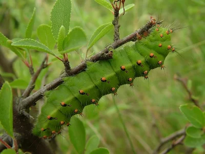 Saturnia (Eudia) pavonia