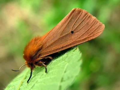 Phragmatobia fuliginosa