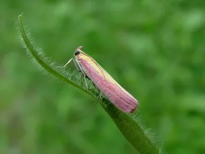 Oncocera semirubella