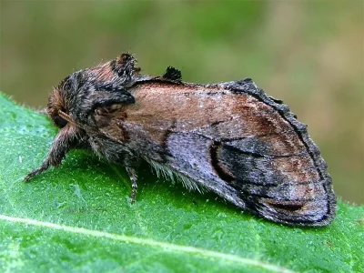 Notodonta ziczac