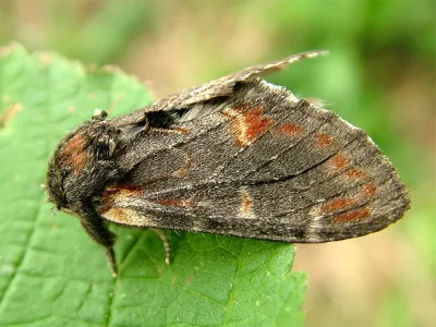 Notodonta dromedarius
