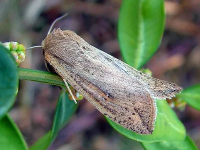 Mythimna (Pseudaletia) unipuncta