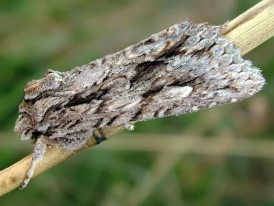 Meganephria bimaculosa