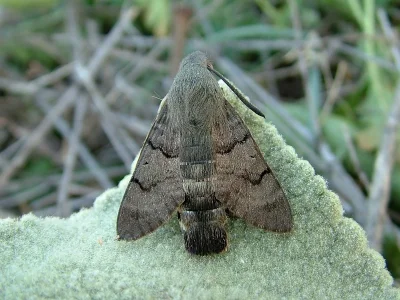 Macroglossum stellatarum