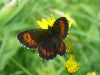 Erebia euryale