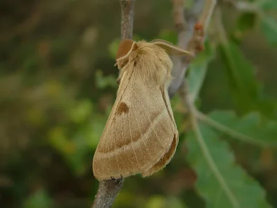 Lemonia balcanica