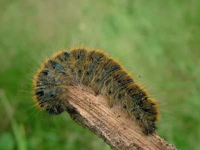 Lasiocampa (Pachygastria) trifolii