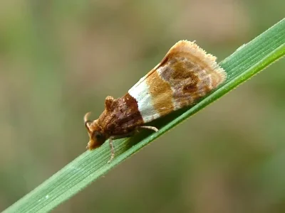 Epinotia festivana