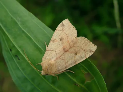 Enargia paleacea