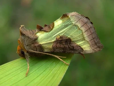 Diachrysia chrysitis