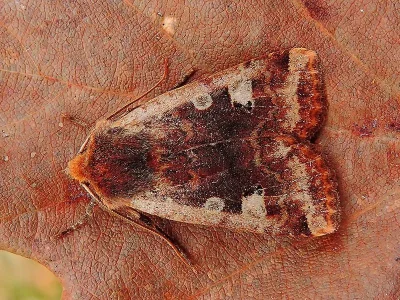 Conistra (Dasycampa) erythrocephala