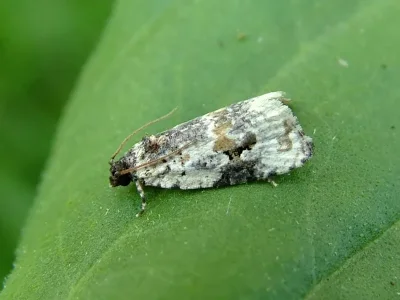 Celypha woodiana