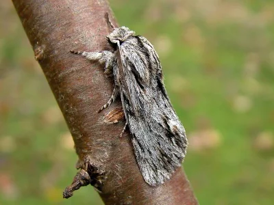 Asteroscopus sphinx