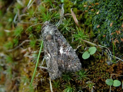 Aedia leucomelas