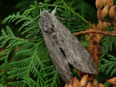 Agrius convolvuli