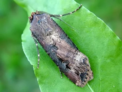 Agrotis (Agrotis) ipsilon