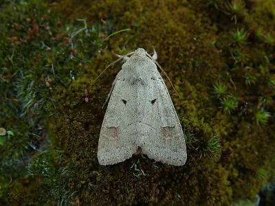 Ammoconia caecimacula