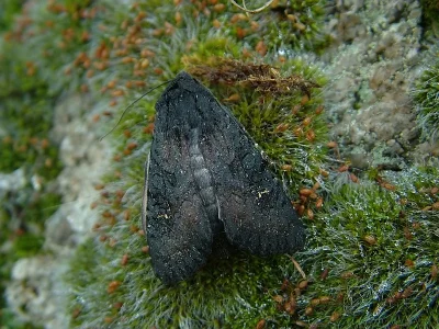 Aporophyla (Phylapora) nigra