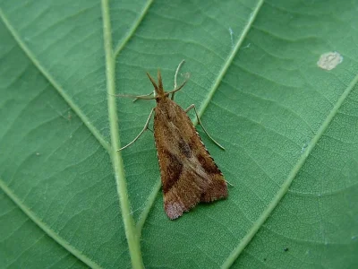 Synaphe punctalis