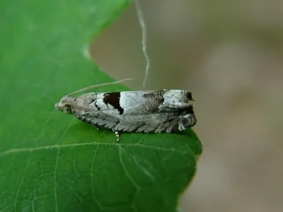 Epinotia ramella