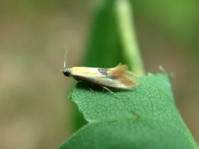 Batia lunaris