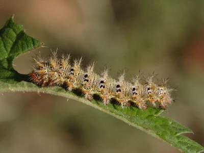 Polygonia egea