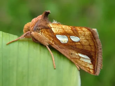 Plusia festucae
