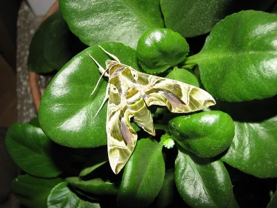 Daphnis nerii
