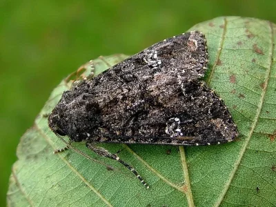 Mamestra brassicae