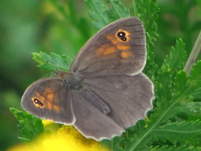 Maniola jurtina