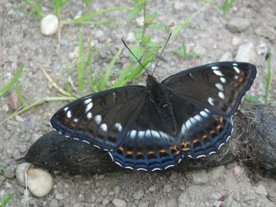 Limenitis populi