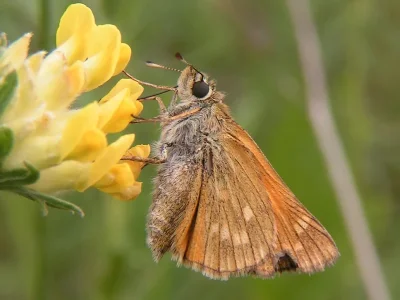 Ochlodes sylvanus