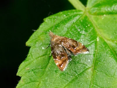 Prochoreutis sehestediana