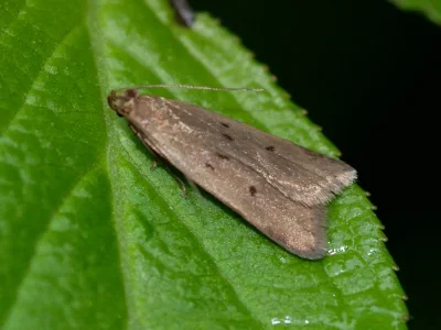 Acompsia (Acompsia) tripunctella