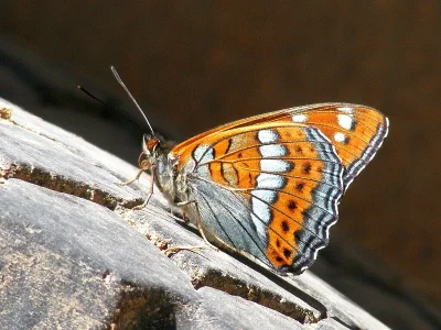 Limenitis populi